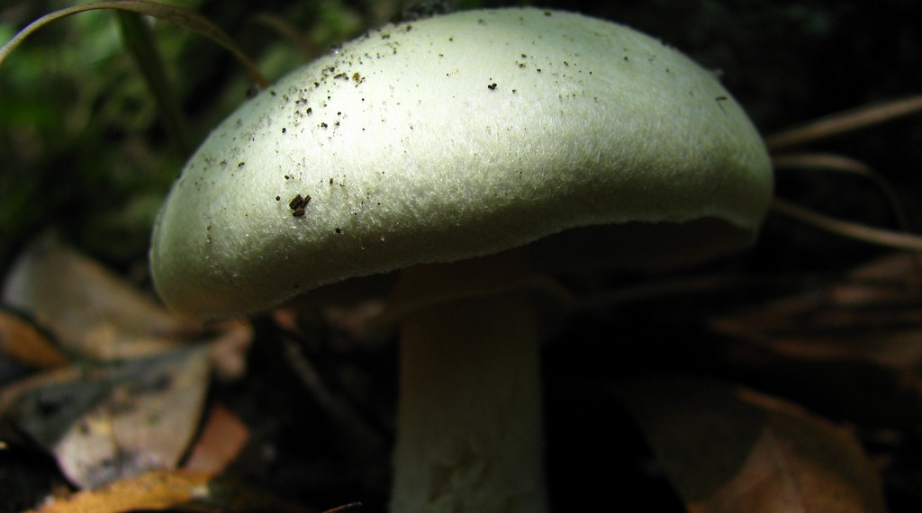 Death cap mushroom image